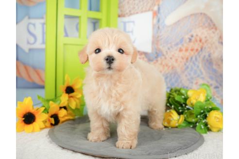 成約済の千葉県のマルプー:マルチーズ×トイプードル-375110の8枚目